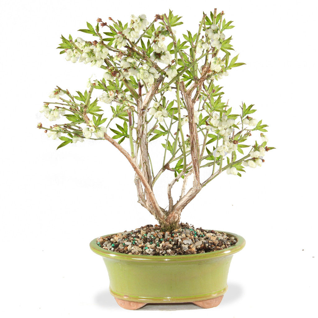 Dwarf Blueberry