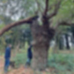 A survey of an ancient oak tree