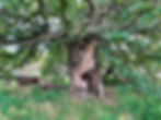 An ancient oak tree