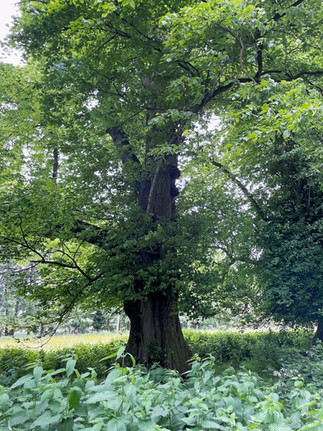 an ancient oak in full leaf