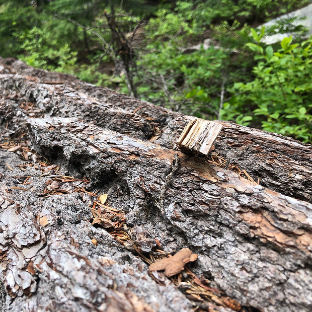 fractal patterns in bark
