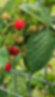 Raspberry Heritage .pdf.jpg