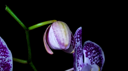 orchid.gif