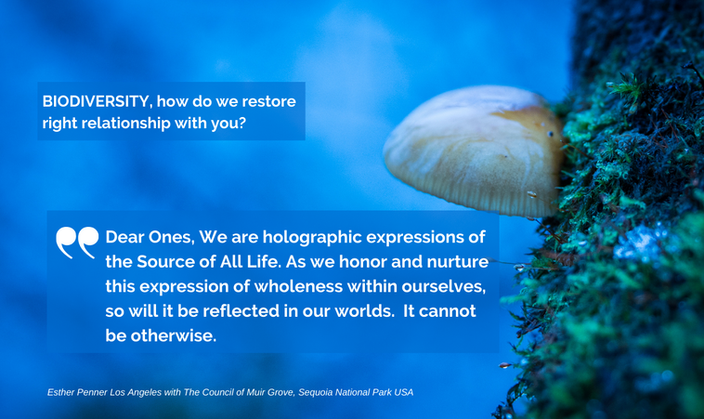 biodiversity - expressions of whole.png
