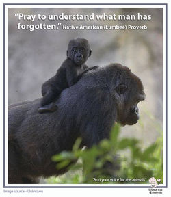 pray to understand - gorilla copy.jpg