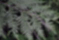 cedar email image.jpg