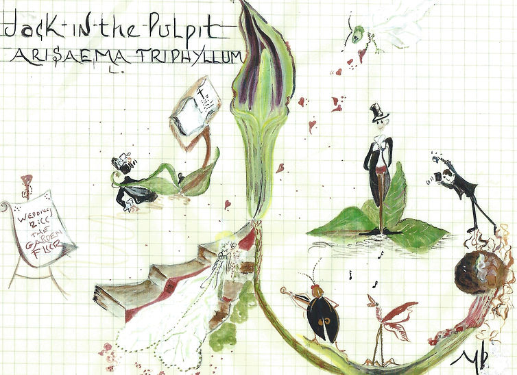 JackInThePulpit.jpeg