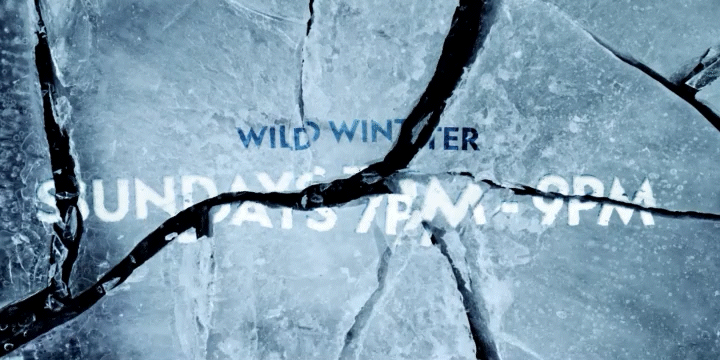 WILD WINTER 1440x720_1.gif