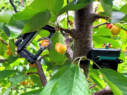 Why Are Cherries So Vulnerable To Climate Stress?