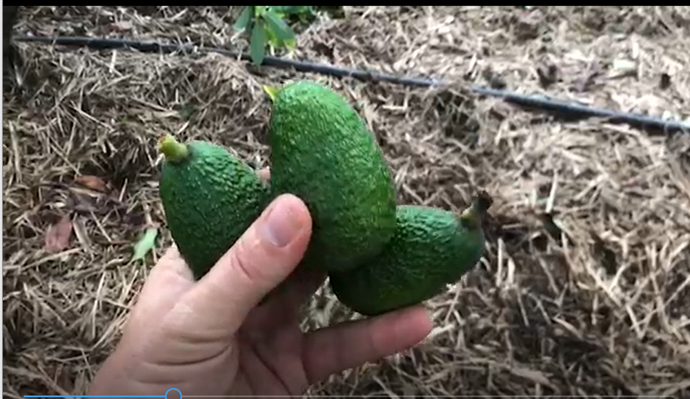 Avocados fruit Drop explained