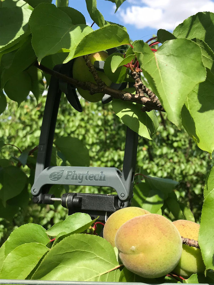 Apricots in Australia a race for the perfect size