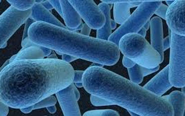 prokaryote.jpg
