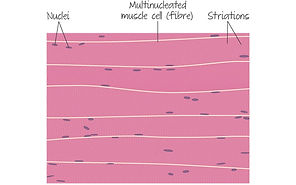 striated muscsle cell_edited.jpg