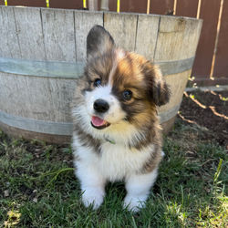 adorable corgi puppy girl