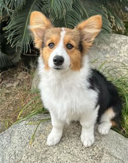 pretty girl dixie