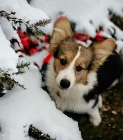 snow corgi