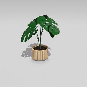 Magnolia 