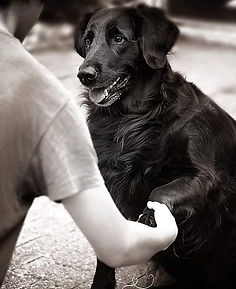 assistenzhund.jpg Flatcoatet retriever mitMensch