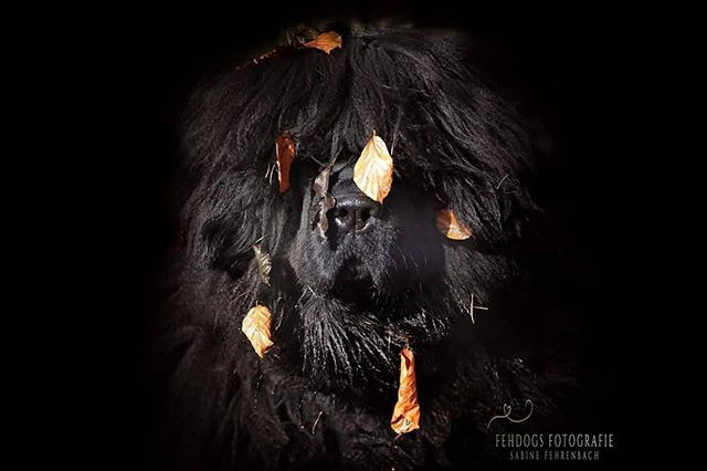 Alles Dominanz - ab jetzt ist Schluss mit lustig!