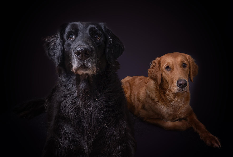 Retriever Golden Retriever Flat coated Retriever