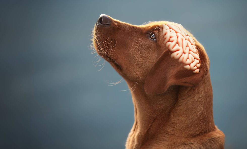 Labrador Retriever Gehirn Lernen