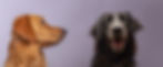 Golden Retriever Flat coated Retriever