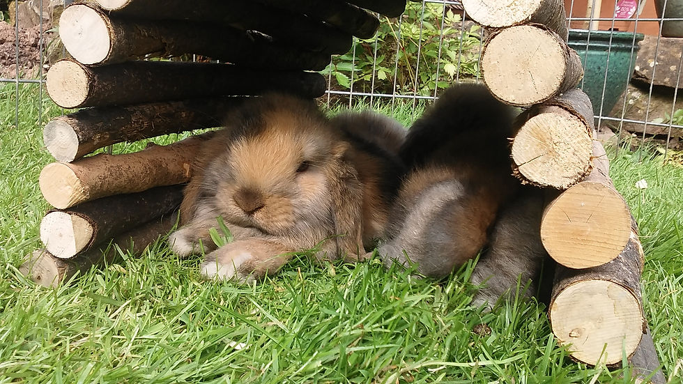 Tilly and Lily.jpg