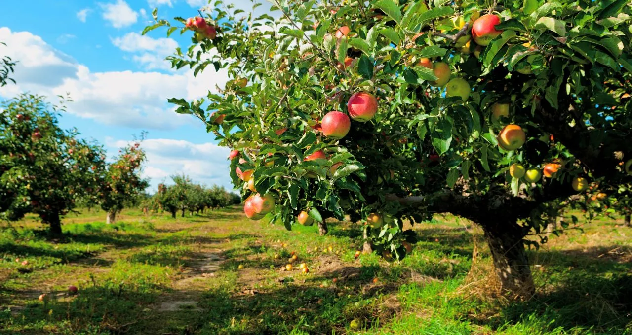 Apple Orchards