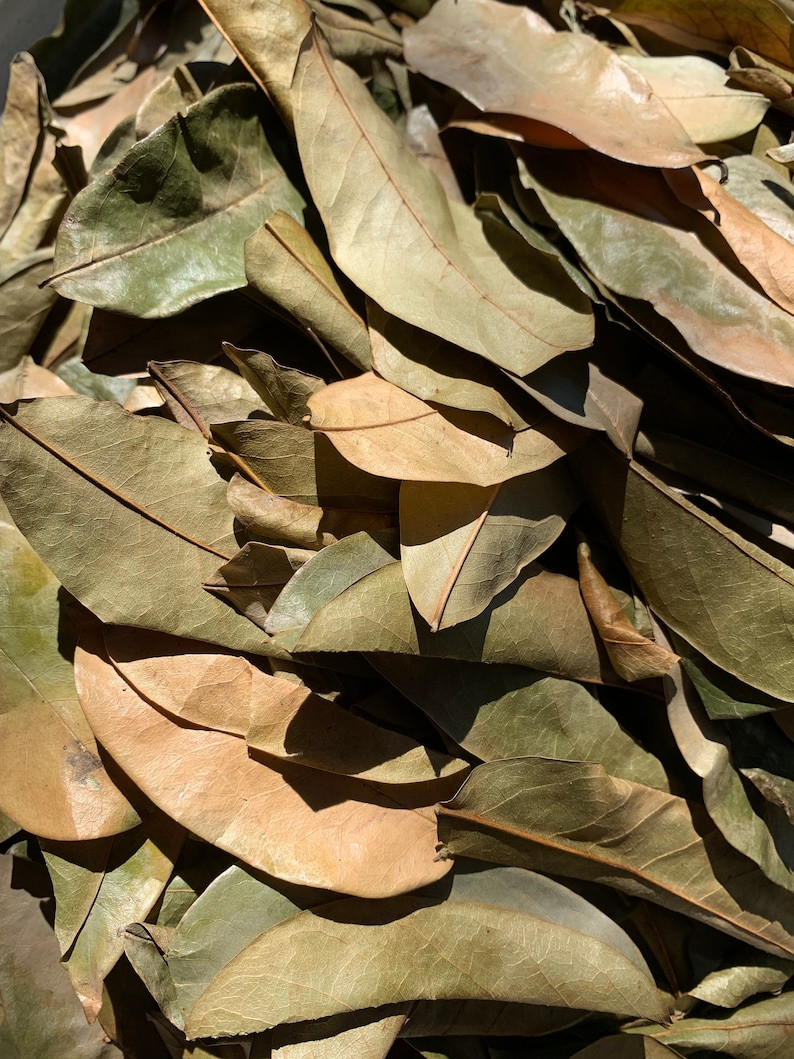 Soursop Leaves