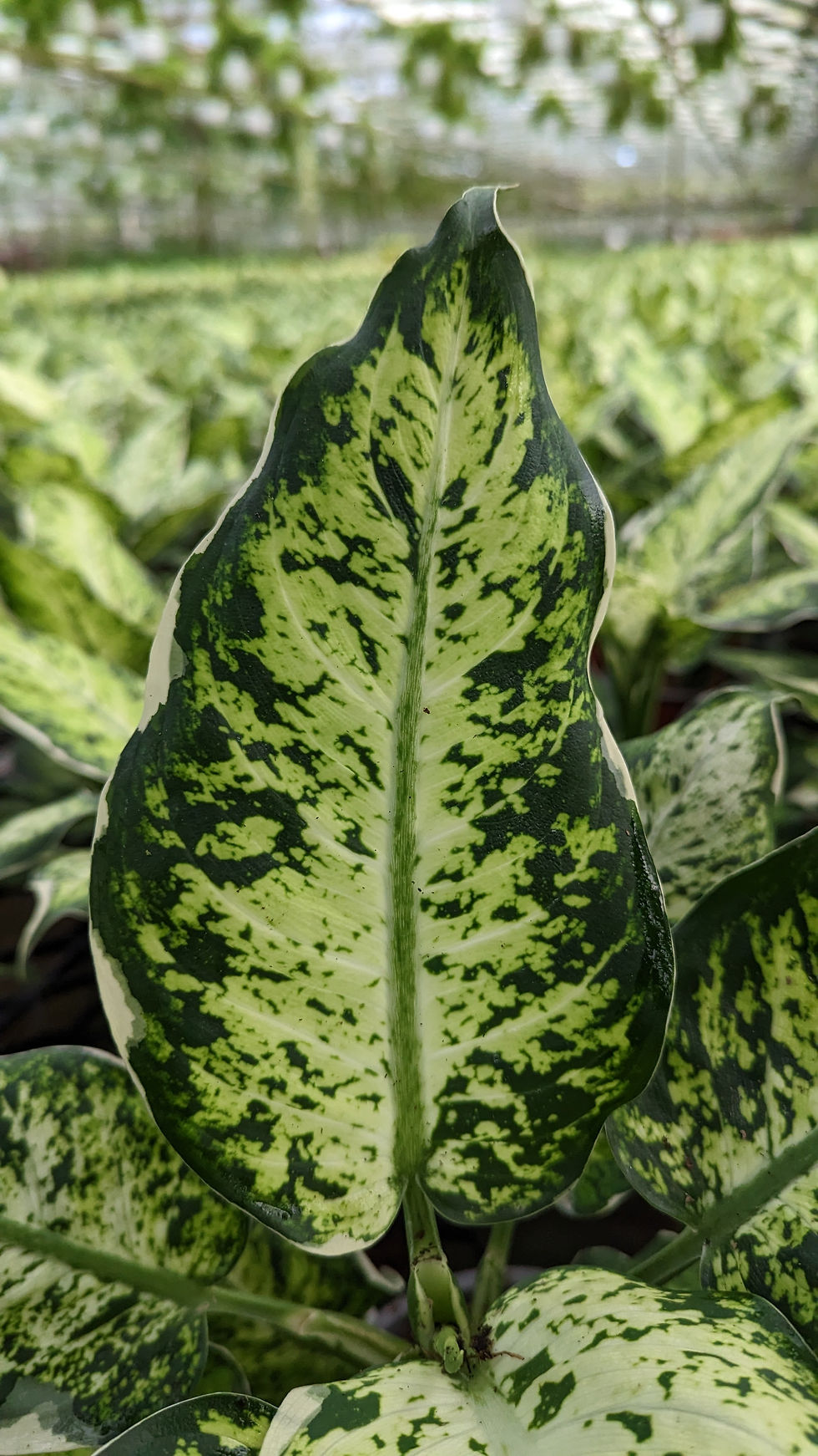 Miniatura: Dieffenbachia Ala de Ángel