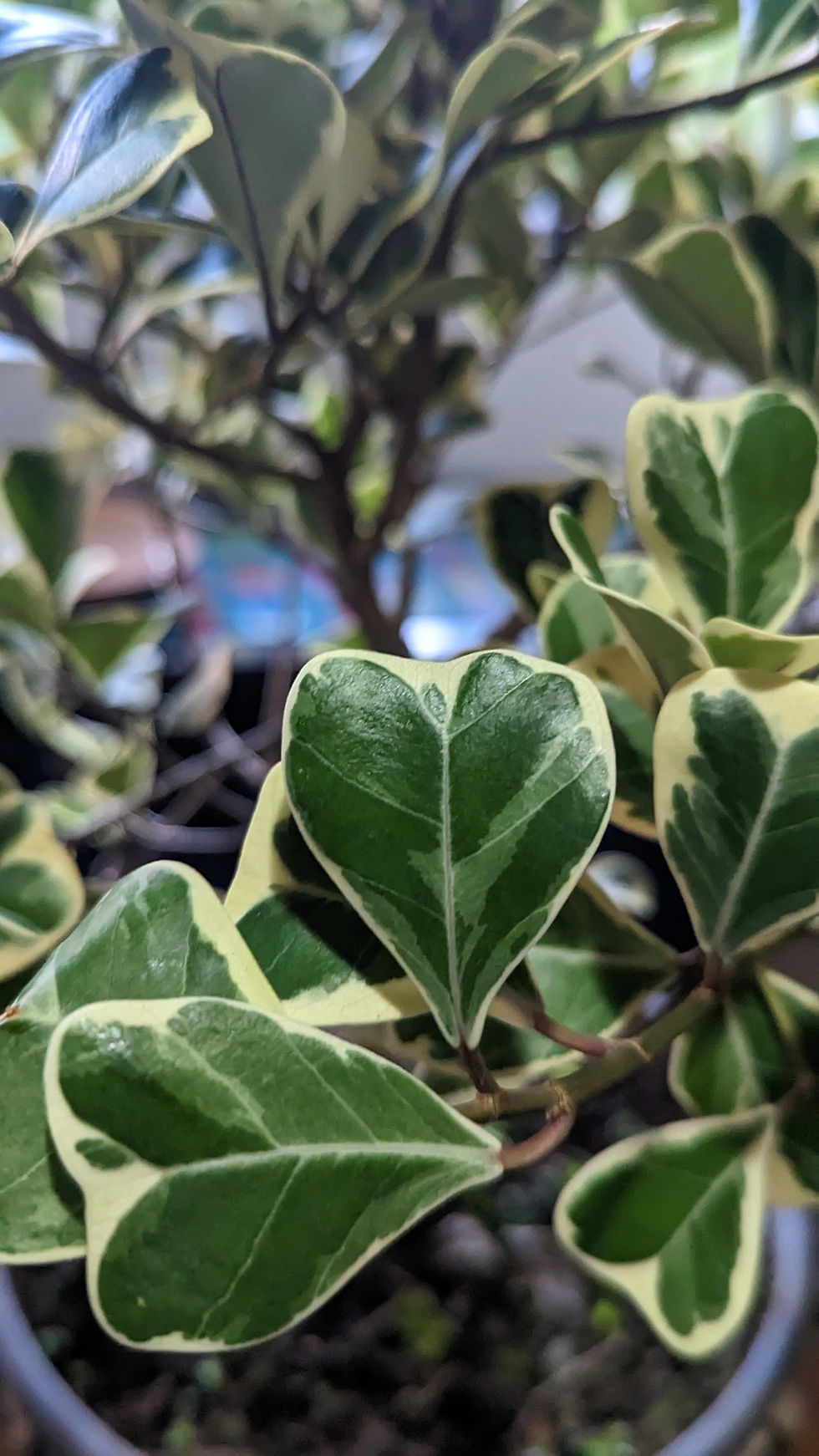 Miniatura: Ficus Triangularis