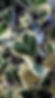 Ficus Triangularis