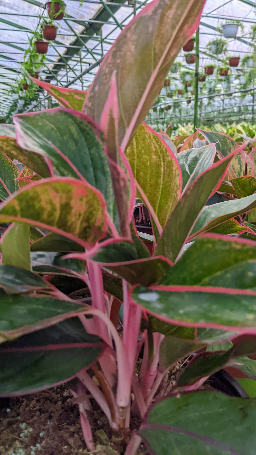Miniatura: Aglaonema Aurora