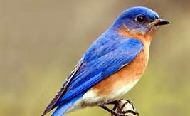 Bluebird.jpg