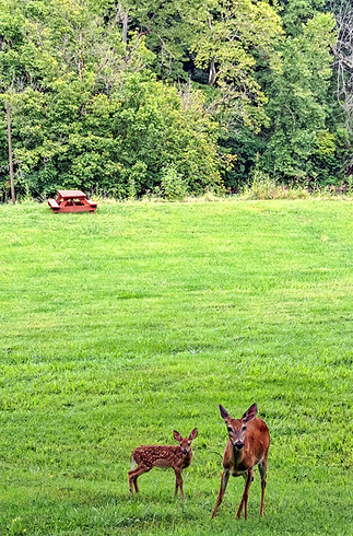 Doe and Fawn