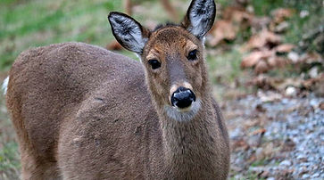 Deer Closeup_edited.jpg