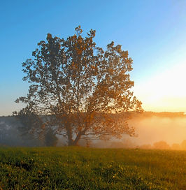 Tree at sunrise at Well Being Retreat Center