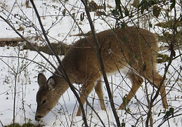 Young Deer Browsing