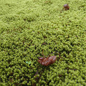 モミジの根元に蝉脱殻