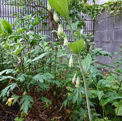 オオナルコユリ