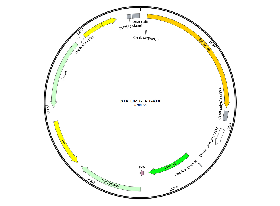 pSOX2-Luc-Neomycin-GFP