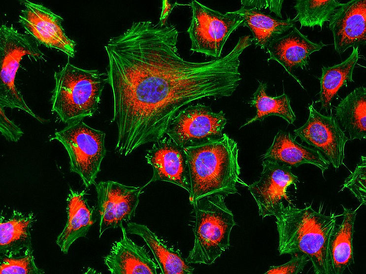 cell_biol.jpg