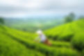 pexels-quang-nguyen-vinh-6871935.jpg