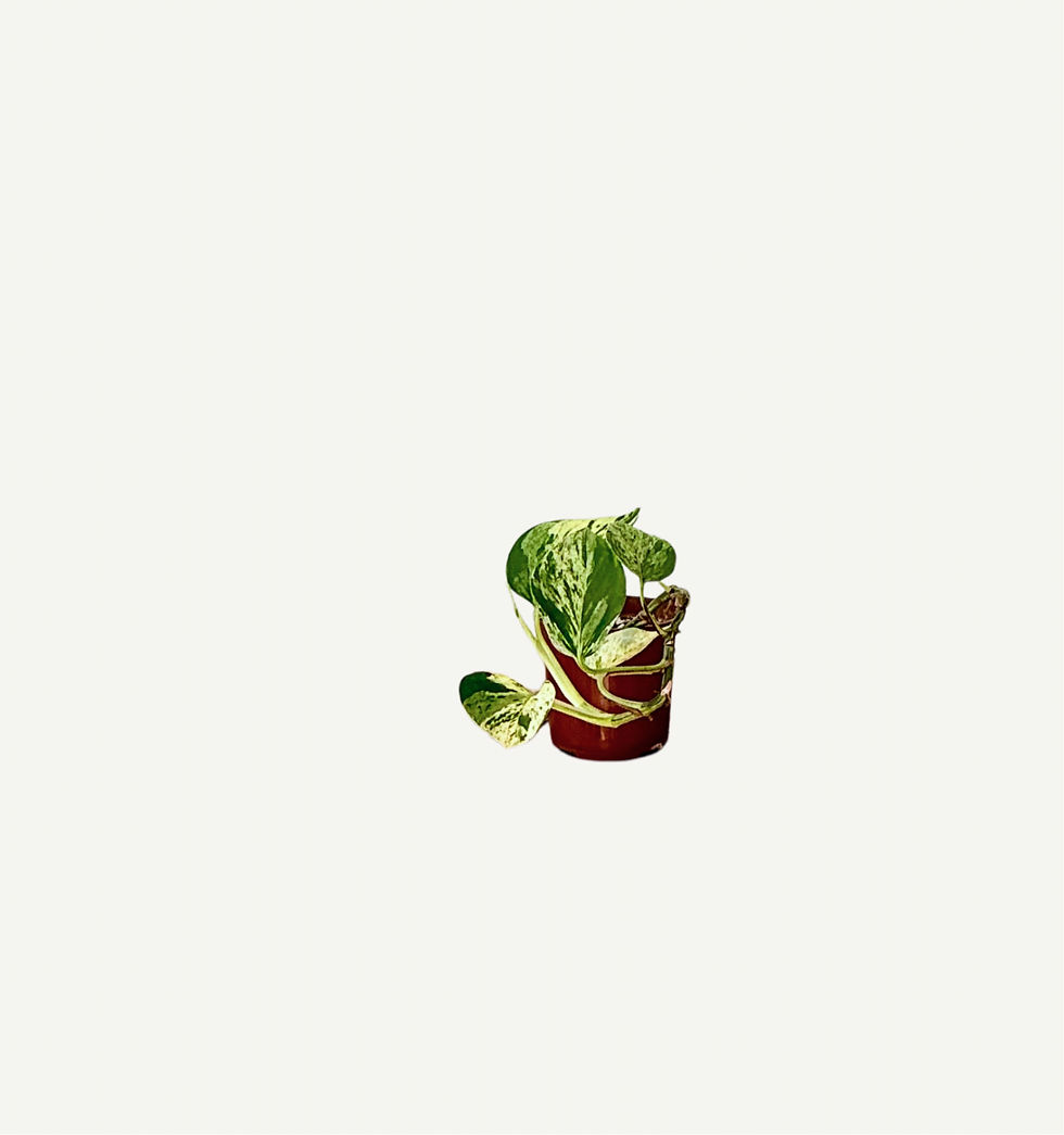 Thumbnail: Marble Queen Pothos (Epipremnum aureum ‘Marble Queen’)