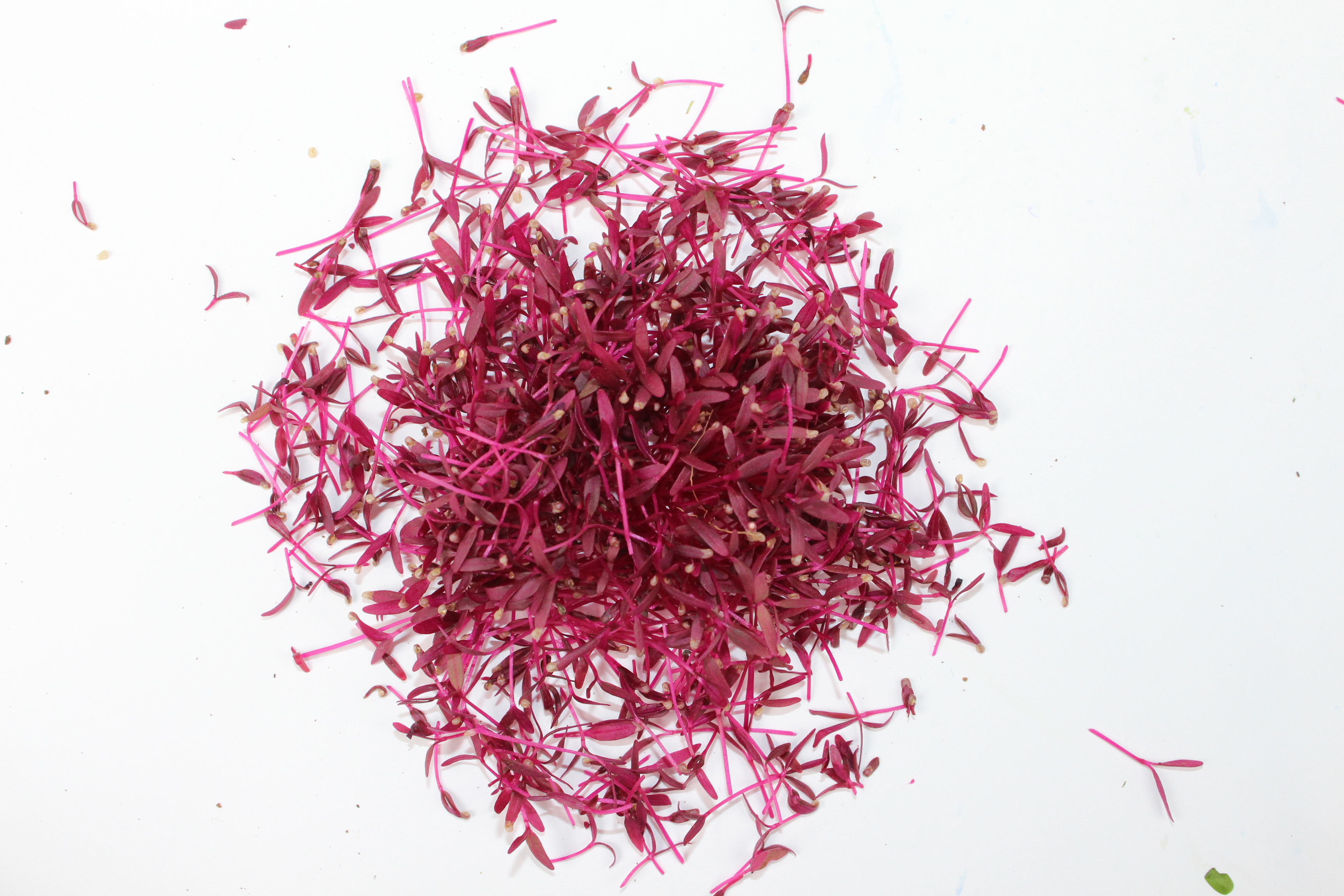 HERBS, MICROGREENS & EDIBLE FLOWERS/SPROUT HOUSE FARMS/GEELONG