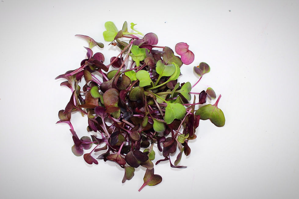 Thumbnail: 2 x Microgreens Variety Combo Pack