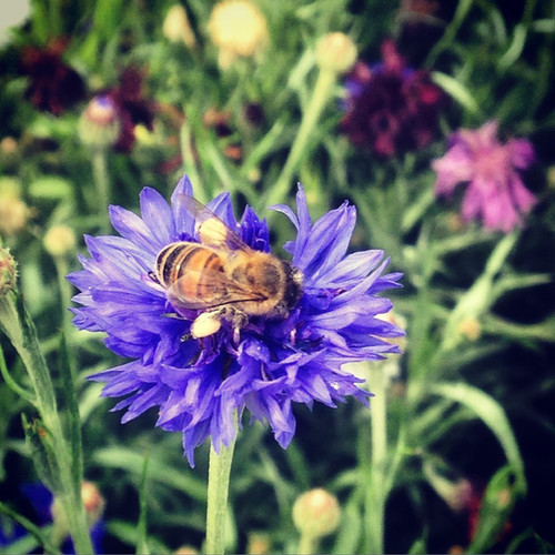 SEEDSEdible Flower Cornflower ‘Blue Boy’ sprouthousefarms