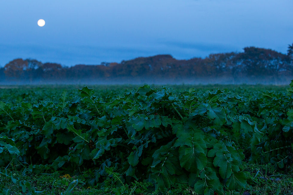 スーパームーンの翌朝