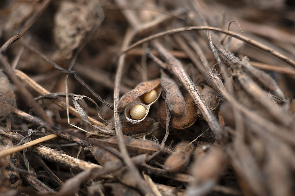 収穫後の大豆はハウスで乾燥。雨の日は“豆こぼし”の時間