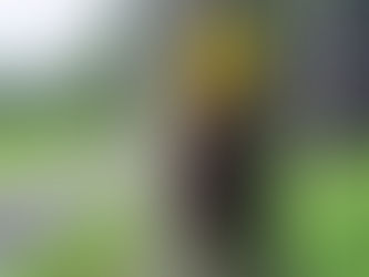 周りに木がたくさんあるのに…?電柱に巣を作り始めたミツバチのお話🐝